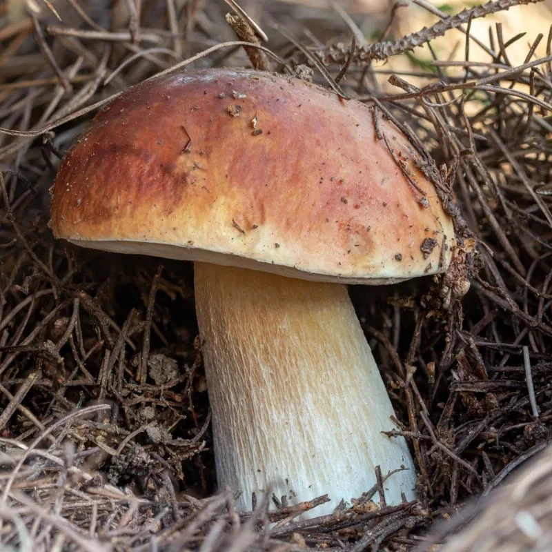 Porcini Mushroom King Seeds for Planting