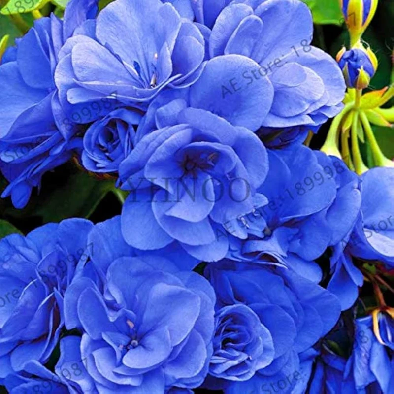 Geranium Seeds – Vibrant Blooming Variety for Garden Planting