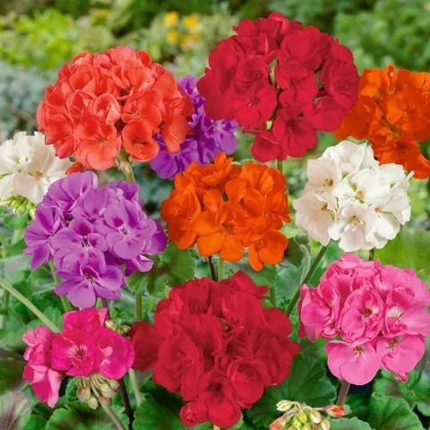 Geranium Seeds – Vibrant Blooming Variety for Garden Planting