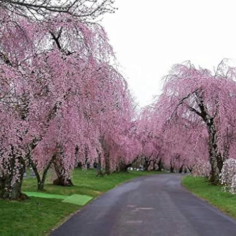 Pink Willow Weeping Tree Seeds for Planting