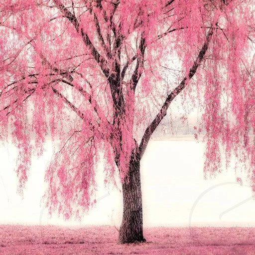Pink Willow Weeping Tree Seeds for Planting