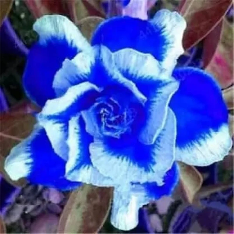 Blue White Desert Rose Adenium Seeds for Planting