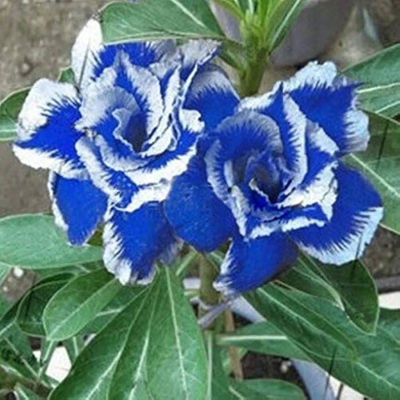 Blue White Desert Rose Adenium Seeds for Planting