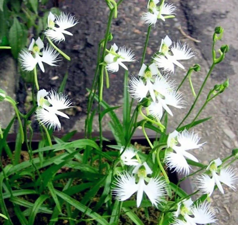White Egret Orchid Seeds for Planting