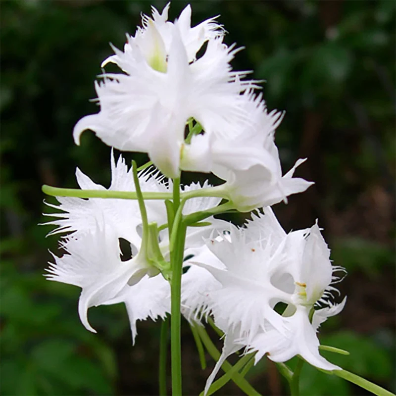 White Egret Orchid Seeds for Planting