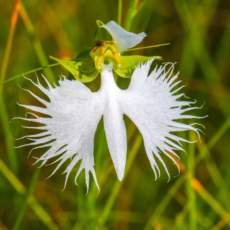 White Egret Orchid Seeds for Planting