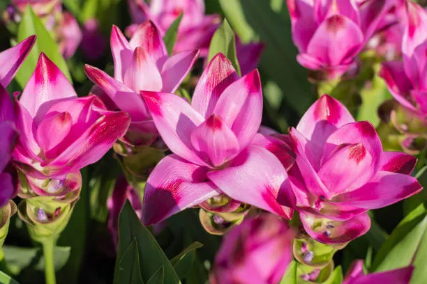 Curcuma Seeds (Thailand Pink Curcuma Seeds) - Exotic Soft Pink Tropical Blooms