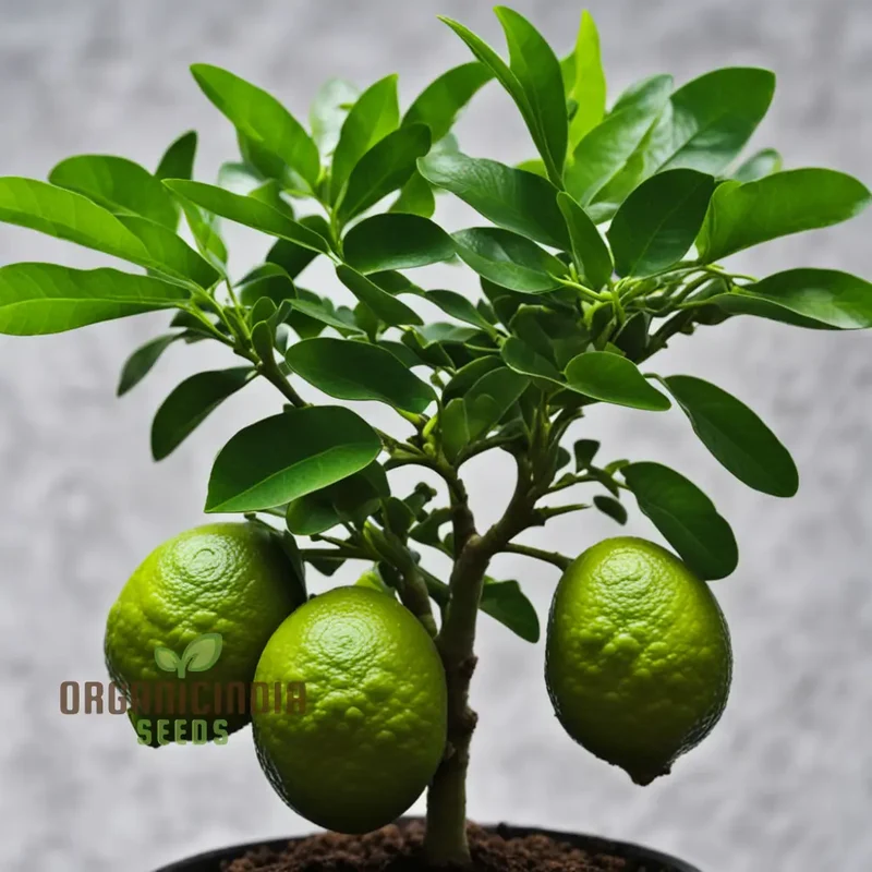 Thai Kaffir Lime Seeds for Planting - 100 pcs