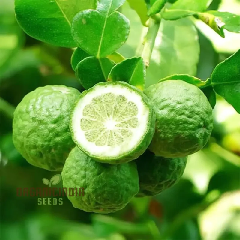 Thai Kaffir Lime Seeds for Planting - 100 pcs