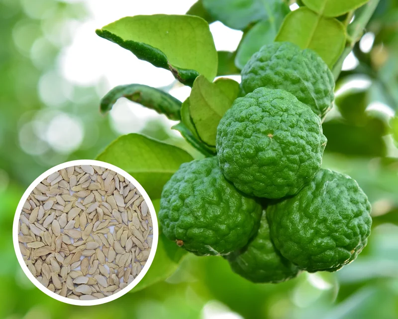 Thai Kaffir Lime Seeds for Planting - 100 pcs
