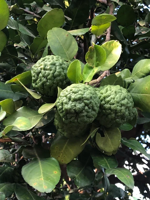 Thai Kaffir Lime Seeds for Planting - 100 pcs