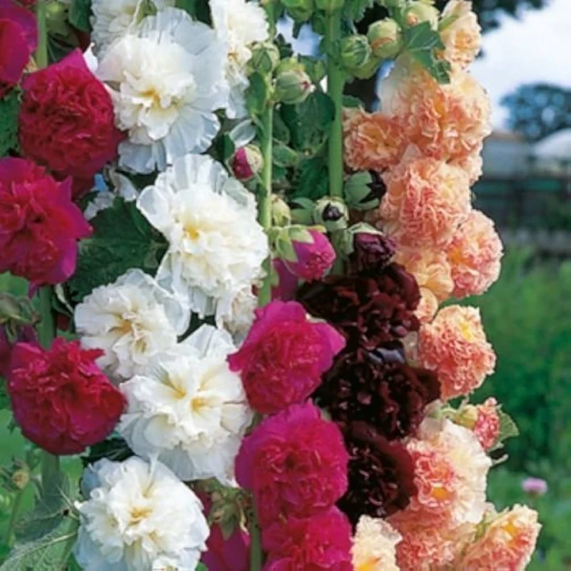 Double Hollyhock Alcea Rosea Seeds for Planting