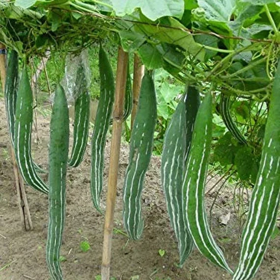 BUAG NGU NAGA Snake Serpent Gourd Seeds for Planting