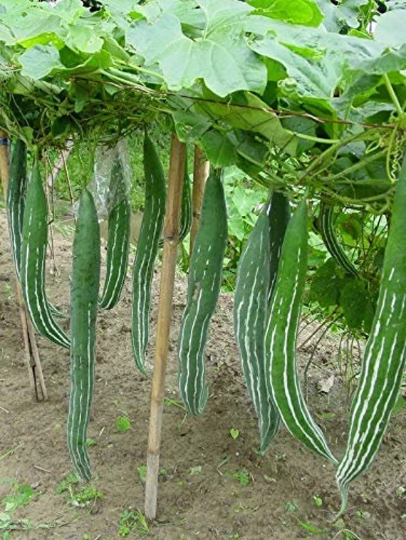 BUAG NGU NAGA Snake Serpent Gourd Seeds for Planting