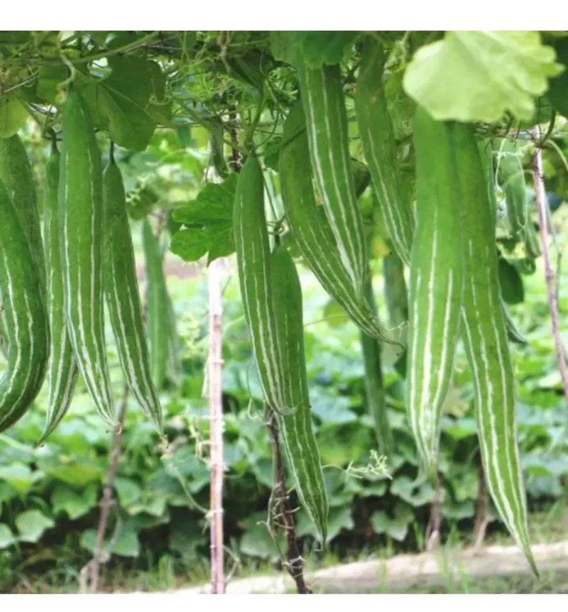 BUAG NGU NAGA Snake Serpent Gourd Seeds for Planting