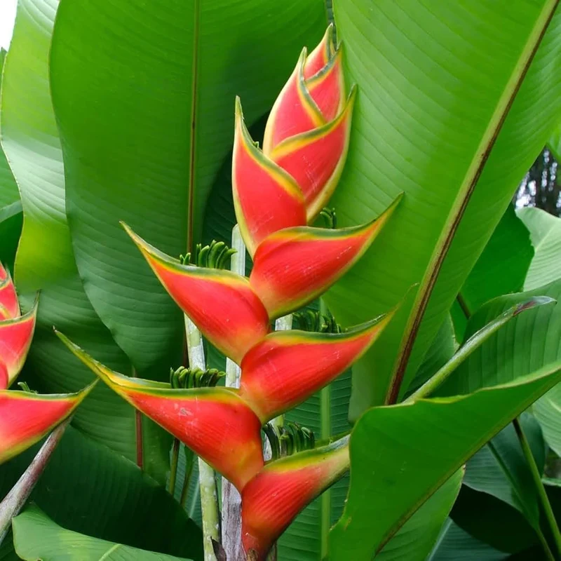 Heliconia Wagneriana Plant Seeds for Planting