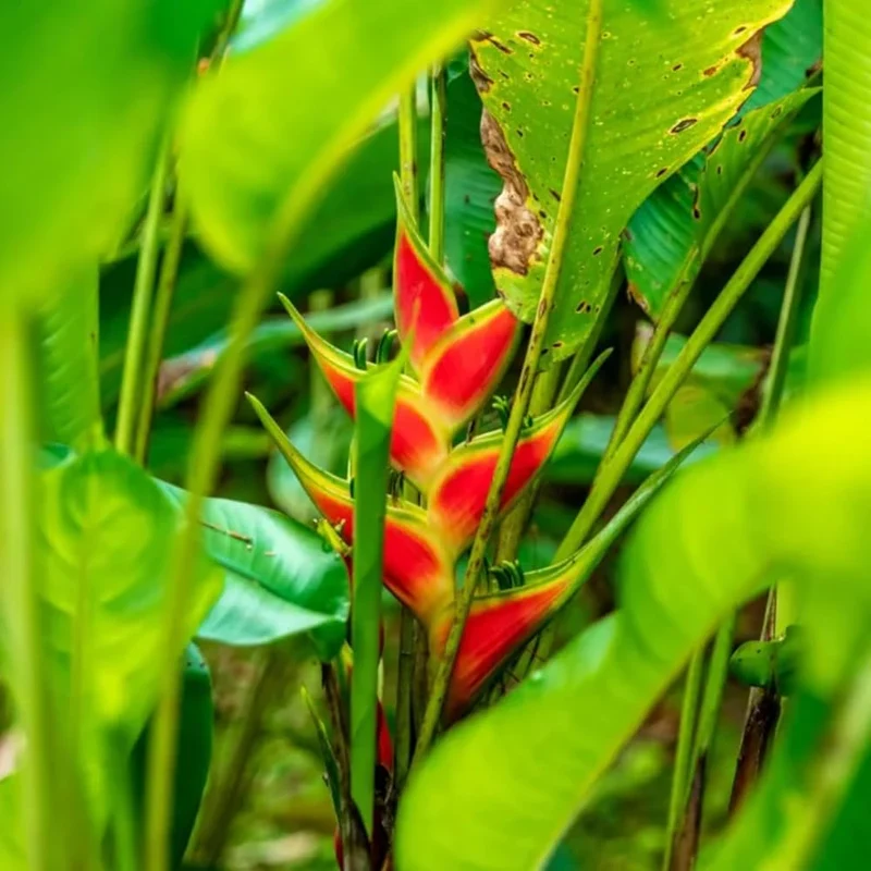 Heliconia Wagneriana Plant Seeds for Planting