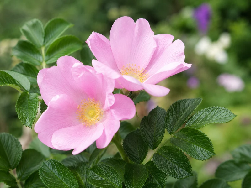 Rosier rugosa ( Rosa rugosa )
