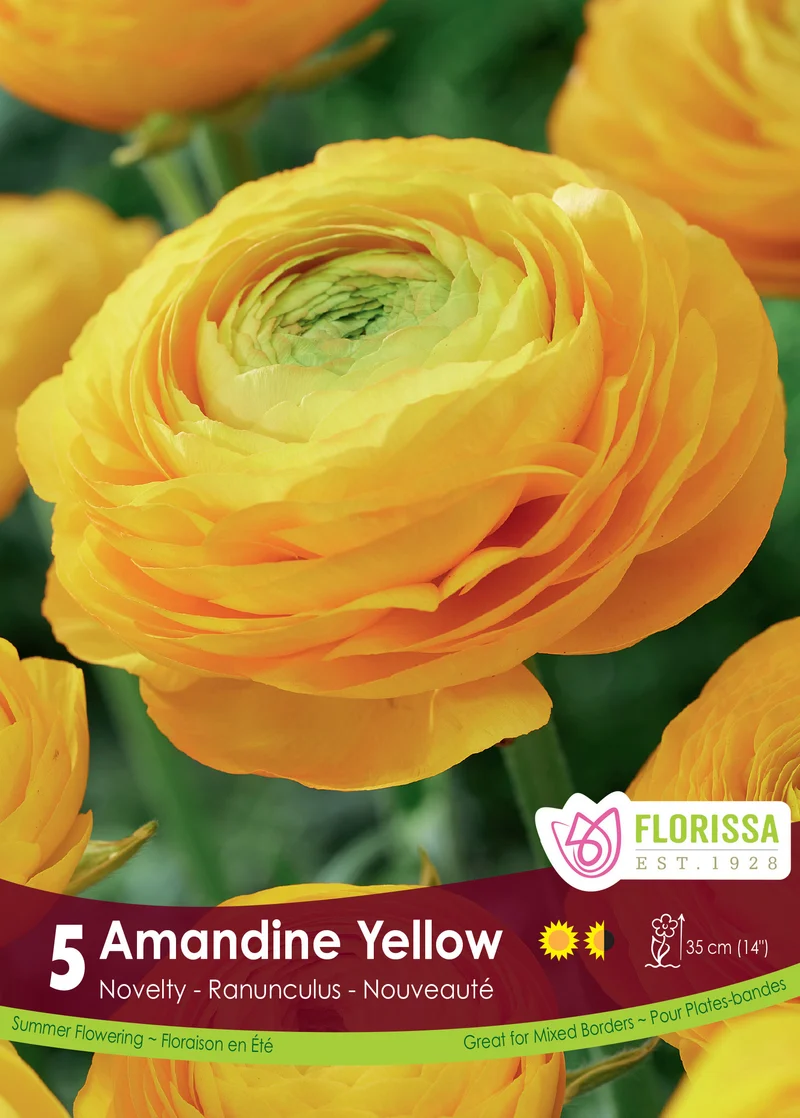 Renoncule ‘Amandine Jaune’ ( Ranunculus )