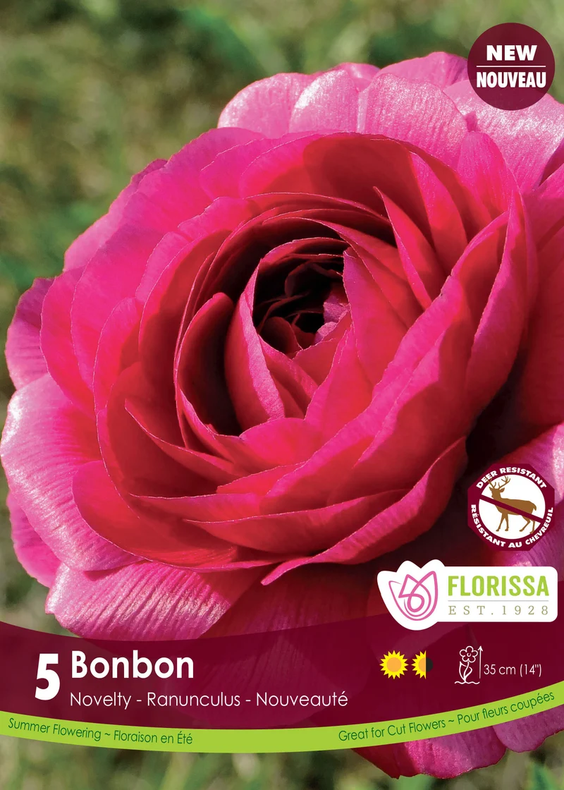 Renoncule ‘Bonbon’ ( Ranunculus )