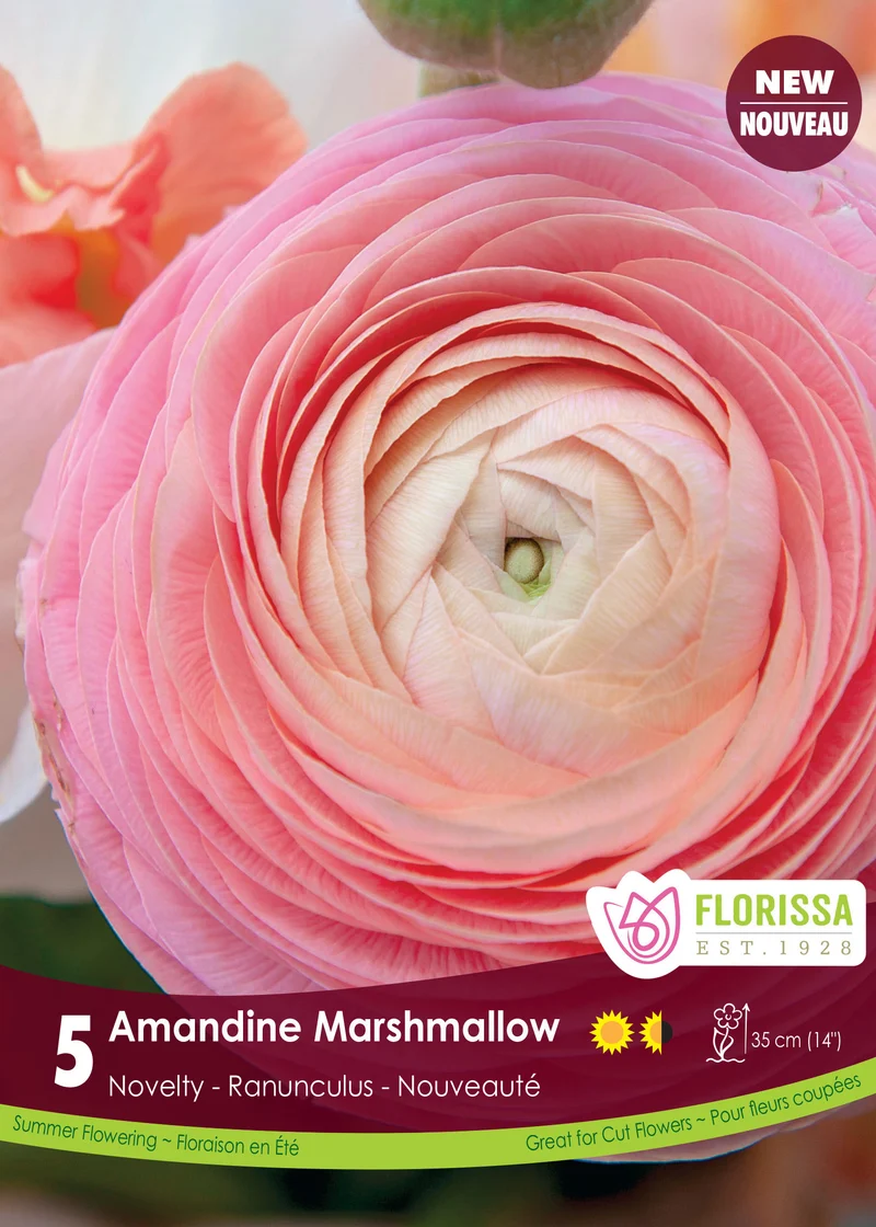 Renoncule ‘Amandine Marshmallow’ ( Ranunculus )