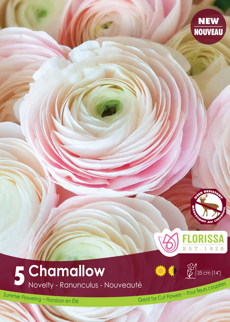 Renoncule Amandine ‘Chamallow’ ( Ranunculus asiaticus )
