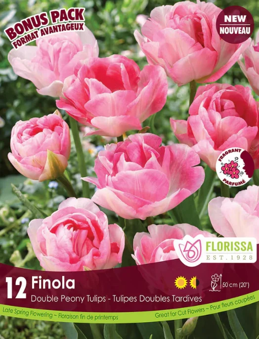 Tulipe ‘Finola’ ( Tulipa )