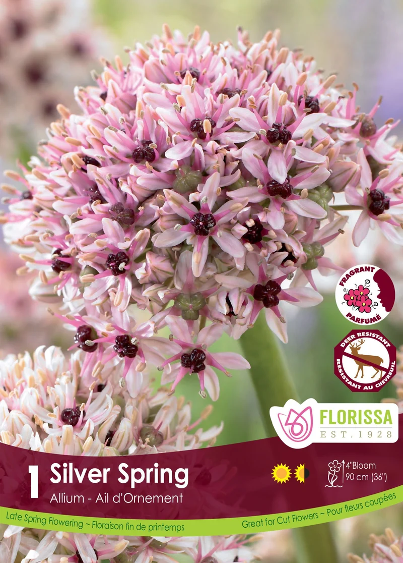 Ail ornemental ‘Silver Spring’ ( Allium )