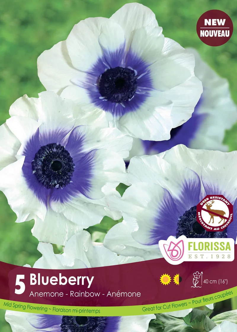 Anémone ‘Rainbow Blueberry’ ( Anemone coronaria )