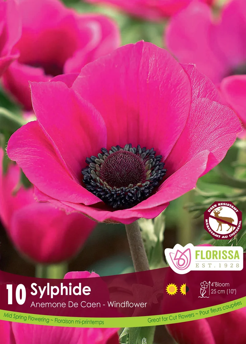 Anémone ‘Sylphide’ ( Anemone coronaria )