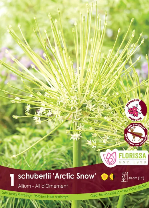 Ail ornemental ‘Arctic Snow’ ( Allium schubertii )
