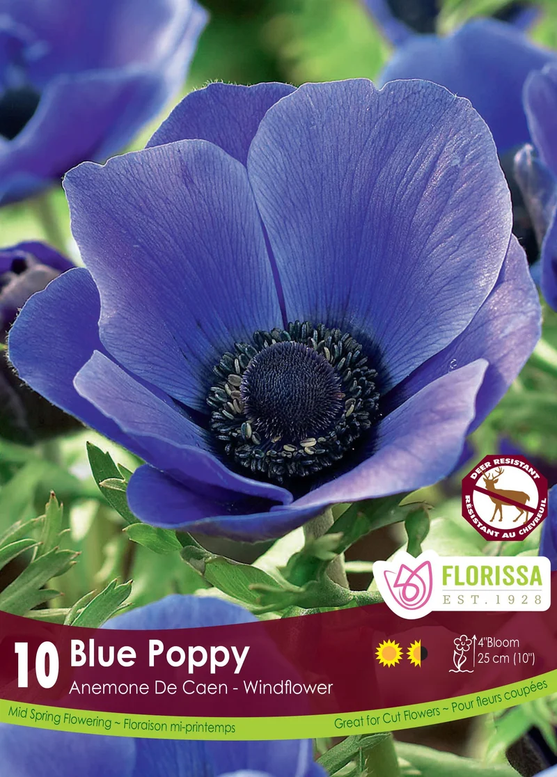 Anémone De Caen ‘Blue Poppy’ ( Anemone coronaria )