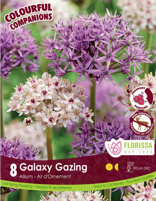 Harmonie Florale ‘Galaxy Gazing’ ( Allium )