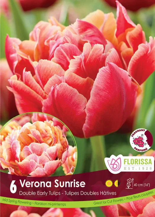 Tulipe ‘Verona Sunrise’ ( Tulipa )