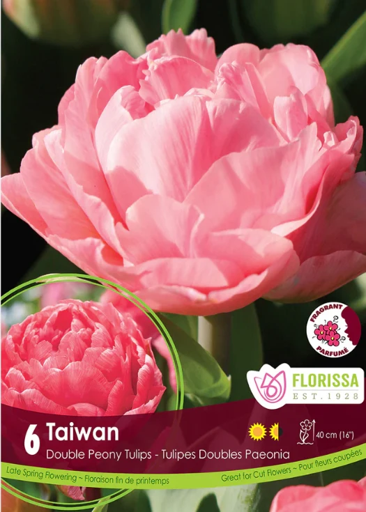 Tulipe ‘Taiwan’ ( Tulipa )