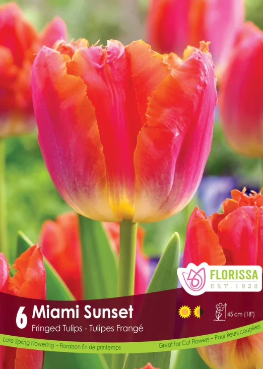 Tulipe ‘Sunset Miami’ ( Tulipa )