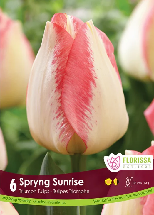 Tulipe ‘Spryng Sunrise’ ( Tulipa )