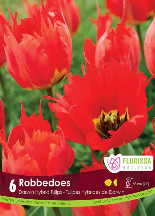 Tulipe ‘Robbedoes’ ( Tulipa )