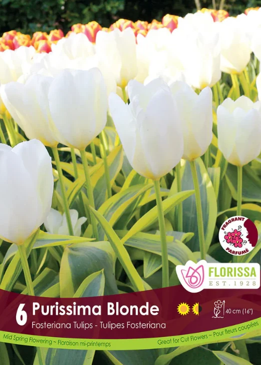 Tulipe ‘Purissima Blonde’ ( Tulipa fosteriana )