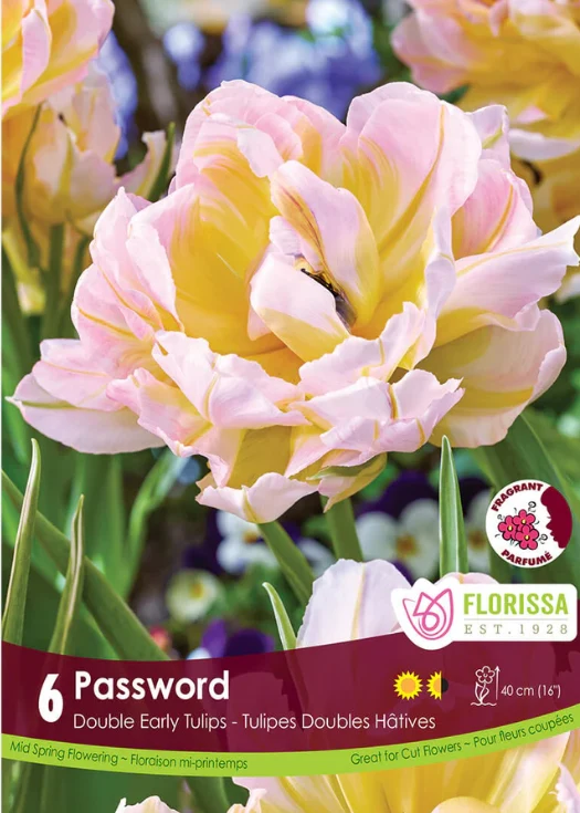 Tulipe ‘Password’ ( Tulipa )