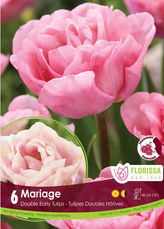 Tulipe ‘Mariage’ ( Tulipa )