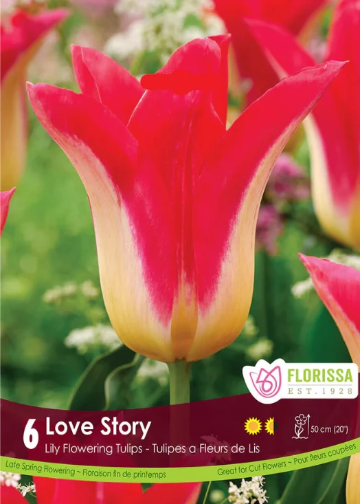 Tulipe ‘Love Story’ ( Tulipa )