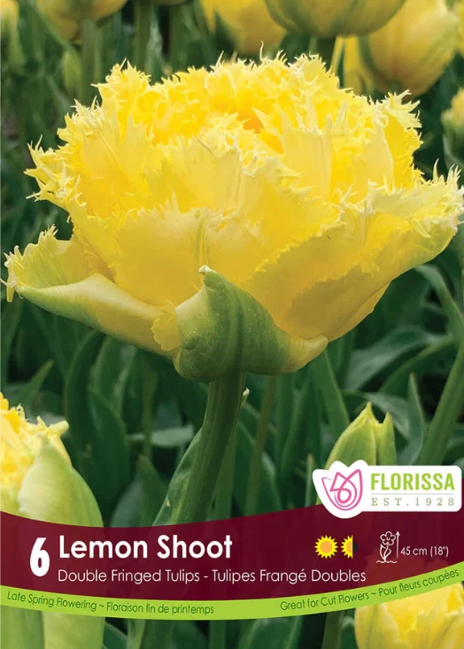 Tulipe ‘Lemon Shoot’ ( Tulipa )