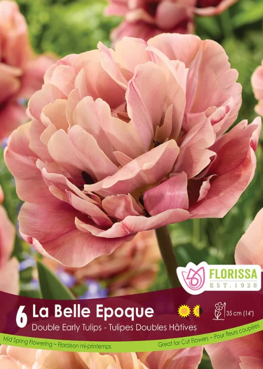 Tulipe ‘La Belle Époque’ ( Tulipa )