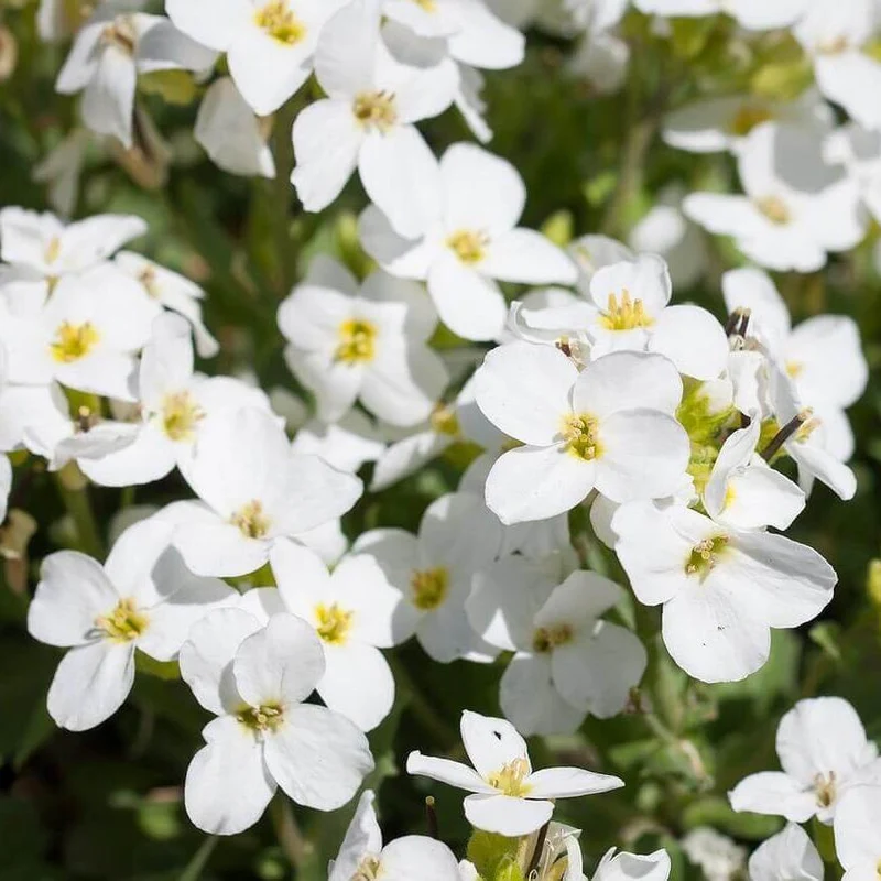 Arabette caucasica 'Bonnet de neige'