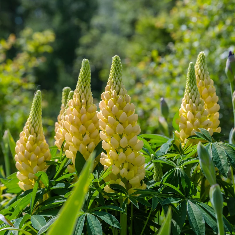 Lupins 'Jaunes de Russell'
