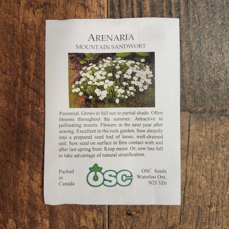 Sabuline 'Mountain Sandwort'