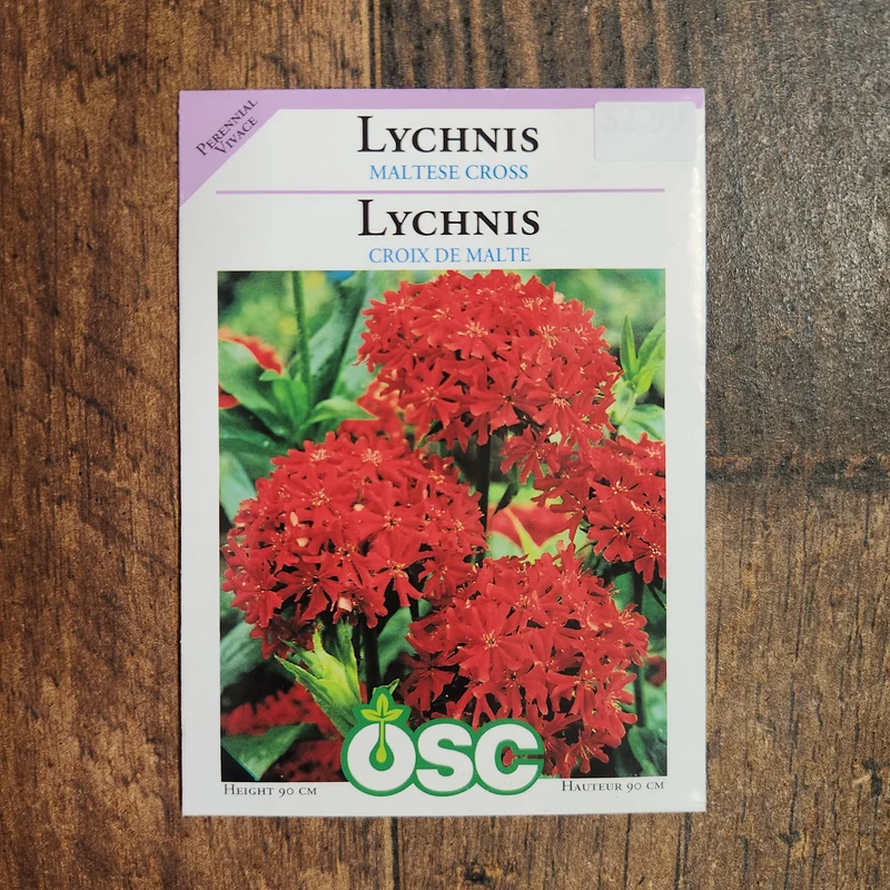 Lychnis 'Croix de Malte'