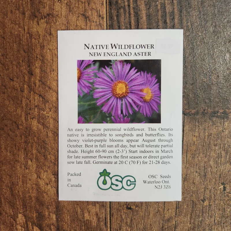 Aster de la Nouvelle-Angleterre