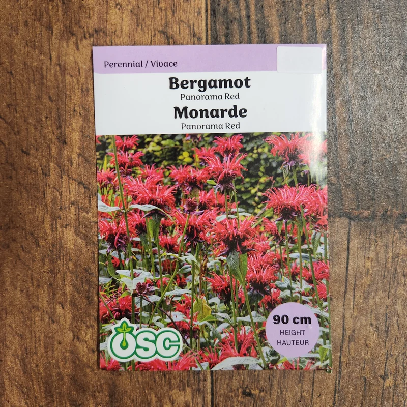 Bergamote rouge 'Panorama'
